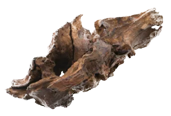 Oud